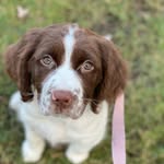 🌼𝒟𝒶𝒾𝓈𝓎 𝓉𝒽𝑒 𝐸𝓃𝑔𝓁𝒾𝓈𝒽 𝒮𝓅𝓇𝒾𝓃𝑔𝑒𝓇 - @littlesisterdaisy - Instagram