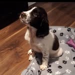 Daisy the English Springer - @dizzydaisysadventures - Instagram