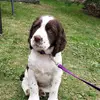 Daisy_the_Springer - @daisy_springer_spaniel - TikTok