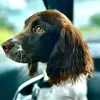 Daisy the Springer - @springer_daisy - TikTok
