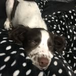 Daisy the springer - @daisy.dog_22 - Instagram