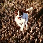 Daisy the Springer - @daisy_the_springer1 - Instagram