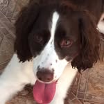 Daisy_The_Springer - @daisyismybestfriend - Instagram