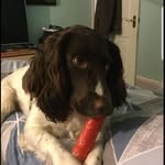 Daisy the springer - @_daisy_the_springerspaniel_ - Instagram
