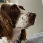 Daisy the Springer Spaniel - @everythingdaisyspaniel - Instagram
