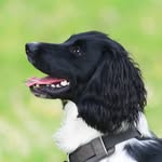 Daisy the Springer Spaniel - @daisydexspringer - Instagram