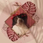 Daisy the Springer Spaniel - @daisy_tinkledooby - Instagram