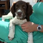 Daisy The Springer Spaniel - @daisy.springerspaniel - Instagram