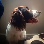 Daisy the Springer spaniel - @crazydaisythespringer - Instagram