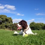 Daisy the Springer Spaniel 🐾 - @alongcamedaisy - Instagram