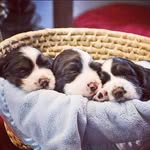 Daisy's Springer Spaniels - @daisysspringer - Instagram