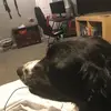 Daisythespringerspaniel - @daisythespringerspaniel - TikTok