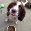 Doodle bug - @daisy_the_springer - TikTok
