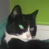 Felix the cat - @daisythespringer123 - TikTok