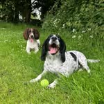 Harvey & Daisy springer spaniels🐾 - @harveydaisyspringer - Instagram