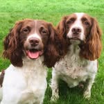 Phoebe and Daisy🐶 - @phoebedaisyspringers - Instagram