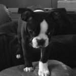 🐾✨Daisy✨🐾 - @_daisy_stanley_ - Instagram