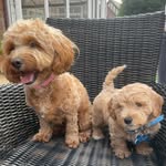 Daisy & Stanley Lowes - @daisyandstanleylowes - Instagram