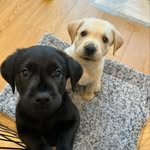 Daisy and Stanley - @daisystanley_ - Instagram