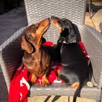 Daisy Dollops & Manly Stanley - @thedaisydollops - Instagram
