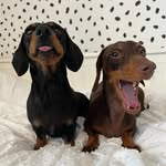 Stanley 🎾 & Daisy 🌸 - @daisyandstanleythesausages - Instagram
