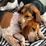 Stanley & Daisy - @stanleydaisybeagles - Instagram