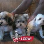 Abbey-Daisy Sterling-Harley - @sterlingharley - Instagram