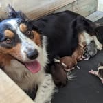 Daisy Stevenson - @daisychainofpups - Instagram