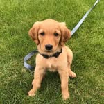 Daisy Stevenson - @daisy_the_golden_pupper - Instagram