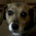 Daisy Stoddard - Facebook