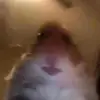 Suprise 😼 - @daisystoreyy - TikTok