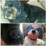 Porter, stout, and daisy - @porter_stout_daisy - Instagram