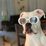 Daisy Stover - @nope.not.a.dog - Instagram