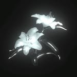 Daisy Stowe - @daisy_stowee - Instagram
