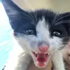 Daisy - @daisysstreetcats - TikTok