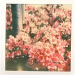 🌸Daisy Street Petal🌸 - @daisystreetpetal - Instagram