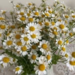 Daisy Street Studio - @daisystreetstudio - Instagram