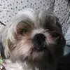 ♥️daisy ♥️ - @daisystringer2021 - TikTok