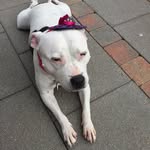 DaisyStringer - @daisystringer - Instagram