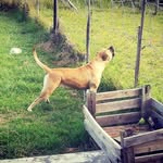 Daisy 🌼 - @daisy_strong_dog - Instagram