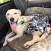 Daisy Mae Strong - Facebook
