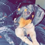 Daisy Strong - @minidoxie.daisy - Instagram