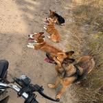 Daisy, Presley, Stubbs, and Nala - @thefurnado - Instagram