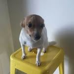 daisy stubbs - @daisy_cakes_the_dog_ - Instagram