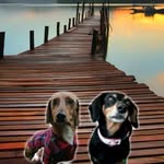 ❤🐾🐾 - @daisy_sultan_novios_dachshund - Instagram