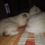 Daisy&Sultan876 - @daisysultan_876 - Instagram