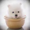 daisysung.com - @daisysung.com - TikTok