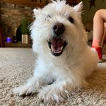 Daisy Swain - @princessdaisydog_8 - Instagram