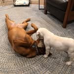 Daisy And Pearl Swanson - @daisyandpearl.dog - Instagram
