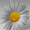 Daisy 🌼 - @daisy.sweeney2 - TikTok